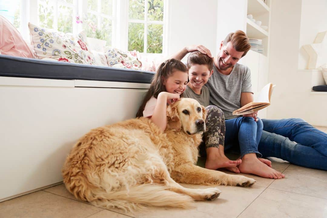 Pet-friendly Cleaning Tips For Maintaining A Healthy Home